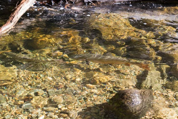 Close-up of fish in stream water