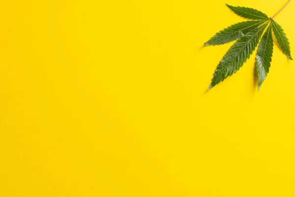 Immagine Foglie Marijuana Distese Sfondo Bianco Olio Cbd Marijuana Medica — Foto Stock