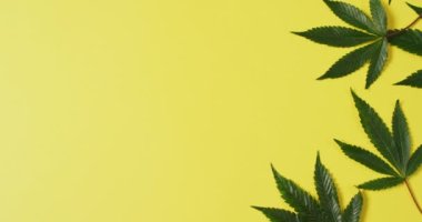 Sarı arka planda marihuana yapraklarının videosu. Sağlık tedavileri ve tıbbi yardımlar için Cbd, cannabidiol özü ve esrar