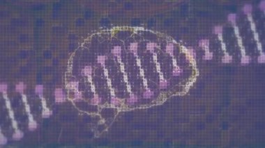 DNA ipliği üzerinde beyin animasyonu. Küresel iş ve dijital arayüz kavramı dijital olarak oluşturulmuş video.