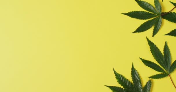 Wideo Liśćmi Marihuany Żółtym Tle Cbd Ekstrakt Konopi Indyjskich Konopi — Wideo stockowe