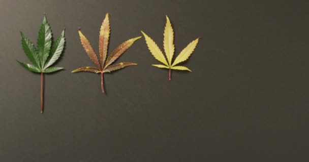 Video Marijuana Leaves Grey Background Cbd Cannabidiol Extract Cannabis Health — Stock Video