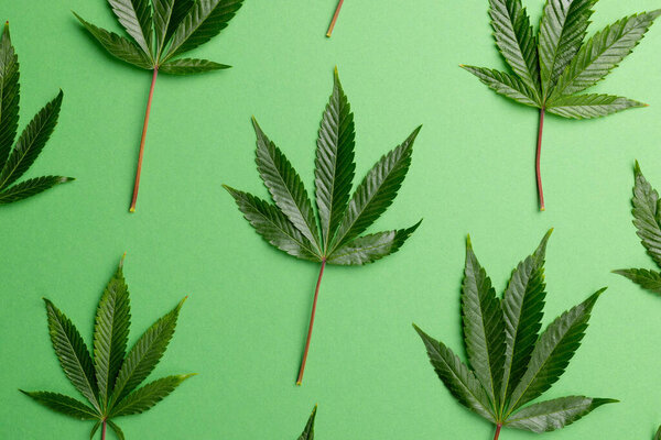 Изображение листьев марихуаны на зеленом фоне. Cbd масло, медицинская марихуана, конопля лекарственное понятие.