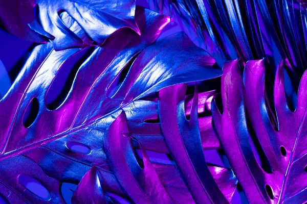 Imagen Primer Plano Vibrantes Hojas Brillantes Color Rosa Azul Iluminadas — Foto de Stock