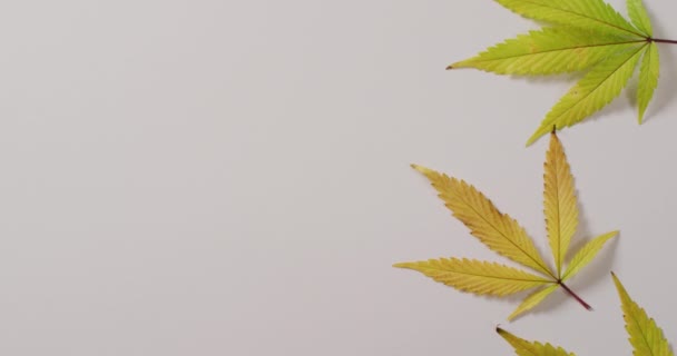 大麻叶子和芽在白色背景上的录像 Cbd Cannabidiol Extract Cannabis Health Treatment Medical Benefits — 图库视频影像