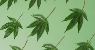 Yeşil arka planda marihuana yaprakları ve tomurcukları videosu. Sağlık tedavileri ve tıbbi yardımlar için Cbd, cannabidiol özü ve esrar