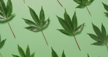 Yeşil arka planda marihuana yaprakları ve tomurcukları videosu. Sağlık tedavileri ve tıbbi yardımlar için Cbd, cannabidiol özü ve esrar