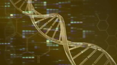 Aydınlatılmış çubuk grafikler ve bilgisayar dilinde dönen DNA sarmalının animasyonu. Dijital olarak üretilmiş, hologram, genetik, araştırma, rapor, kodlama, tıbbi ve teknoloji kavramı.