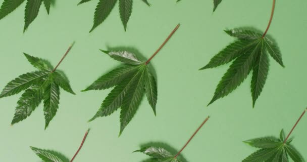 Wideo Liśćmi Marihuany Pączkami Zielonym Tle Cbd Ekstrakt Konopi Indyjskich — Wideo stockowe