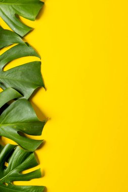Sarı arka planda yeşil yemyeşil yaprakların fotokopi alanı ile canlandırılması. Arkaplan, kopyalama alanı, bitkiler ve renkler kavramı.