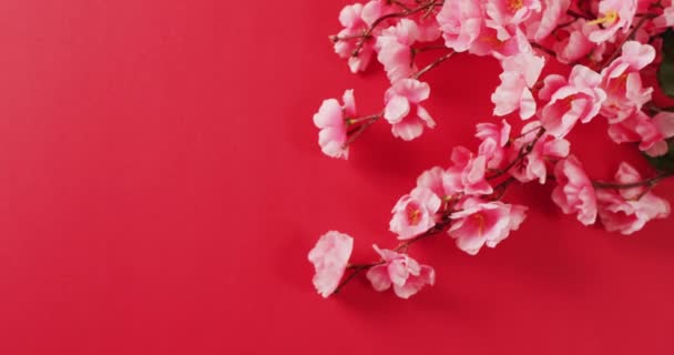 赤い背景に桜のクローズアップの動画 中国の旧正月 伝統とお祝いの概念 — ストック動画