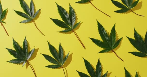 Sarı Arka Planda Marihuana Yapraklarının Videosu Sağlık Tedavileri Tıbbi Yardımlar — Stok video