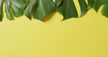 Sarı arka planda yeşil yemyeşil yaprakların fotokopi alanı ile canlandırılması. Arkaplan, telif alanı ve renk kavramı.