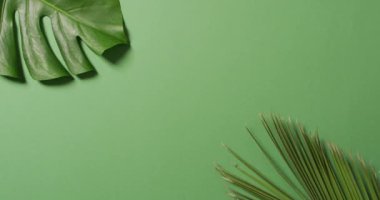 Yeşil yemyeşil yaprakların üzerinde fotokopi alanı ile canlandırılması. Arkaplan, telif alanı ve renk kavramı.