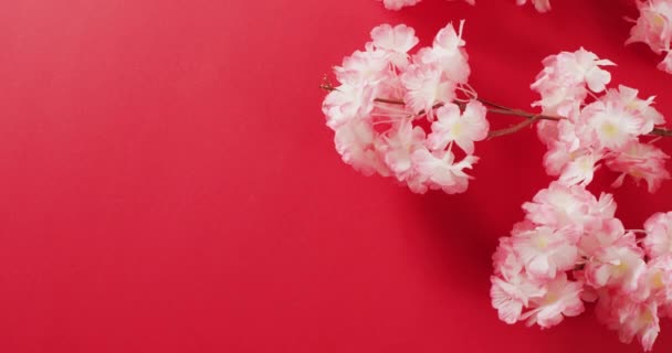 赤い背景に桜のクローズアップの動画 中国の旧正月 伝統とお祝いの概念 — ストック動画