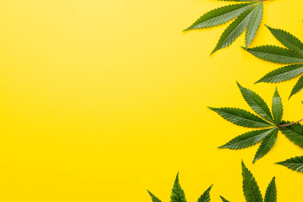 Изображение листьев марихуаны на желтом фоне. Cbd масло, медицинская марихуана, конопля лекарственное понятие.