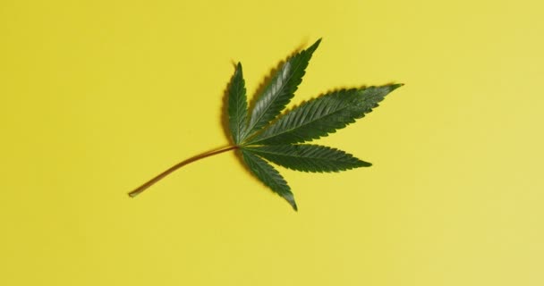 Vídeo Folha Maconha Fundo Amarelo Cbd Extrato Canabidiol Cannabis Para — Vídeo de Stock