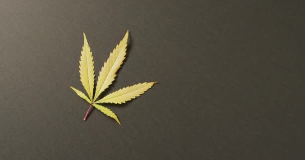 Video Van Marihuanablad Grijze Achtergrond Cbd Cannabidiol Extract Cannabis Voor — Stockvideo
