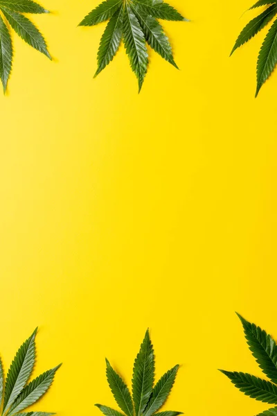 Immagine Verticale Foglie Marijuana Distese Sfondo Bianco Olio Cbd Marijuana — Foto Stock