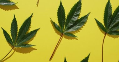 Sarı arka planda marihuana yapraklarının videosu. Sağlık tedavileri ve tıbbi yardımlar için Cbd, cannabidiol özü ve esrar