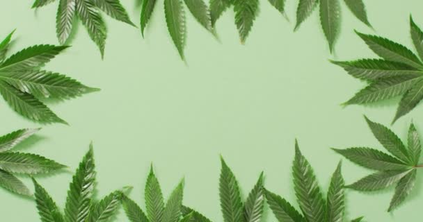Vídeo Hojas Brotes Marihuana Sobre Fondo Verde Cbd Extracto Cannabidiol — Vídeos de Stock