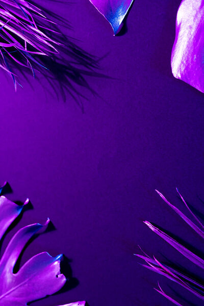 Изображение ярко освещенных неоновых фиолетовых листьев на фиолетовом фоне с копировальным пространством. Концепция света и цвета