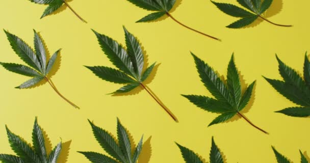 Video Van Marihuana Bladeren Gele Achtergrond Cbd Cannabidiol Extract Cannabis — Stockvideo
