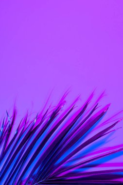 Fotokopi alanı ile mor arkaplan üzerinde parlak neon ışıklı mavi-pembe yaprak görüntüsü. Işık ve renk kavramı