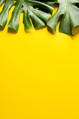 Sarı arka planda yeşil yemyeşil yaprakların fotokopi alanı ile canlandırılması. Arkaplan, kopyalama alanı, bitkiler ve renkler kavramı.