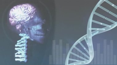 Soyut arkaplan üzerinde dijital insan, beyin ve omurga bulunan DNA sarmalının animasyonu. Dijital olarak üretilmiş, hologram, araştırma, genetik, anatomi, sağlık ve teknoloji kavramı.