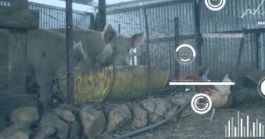 Çiftlikteki tavuk ve domuzlar üzerinde finansal veri işleme animasyonu. Küresel finansman, ekoloji ve dijital arayüz kavramı dijital olarak oluşturulmuş video.