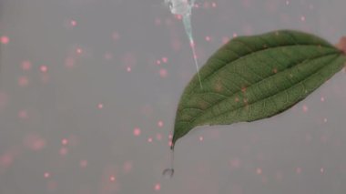 Yaprağın üzerindeki DNA ipliğinin animasyonu. Küresel bilim ve dijital arayüz kavramı dijital olarak oluşturulmuş video.