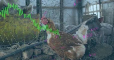 Çiftlikteki tavuk ve domuzlar üzerinde finansal veri işleme animasyonu. Küresel finansman, ekoloji ve dijital arayüz kavramı dijital olarak oluşturulmuş video.