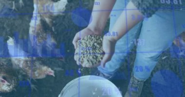 Beyaz kadının tavukları beslemesi üzerine finansal veri işleme animasyonu. Küresel finansman, ekoloji ve dijital arayüz kavramı dijital olarak oluşturulmuş video.