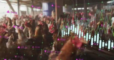 Çiftlikteki tavuklar üzerinde finansal veri işleme animasyonu. Küresel finansman, ekoloji ve dijital arayüz kavramı dijital olarak oluşturulmuş video.