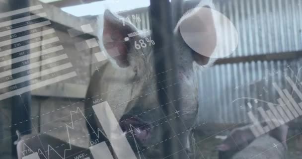 농장에서 돼지를 대상으로 애니메이션 글로벌 생태학 디지털 인터페이스 디지털 비디오 — 비디오