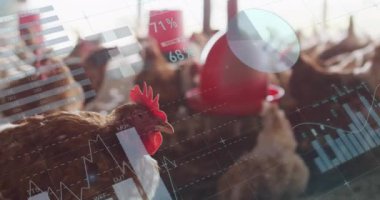 Çiftlikteki tavuklar üzerinde finansal veri işleme animasyonu. Küresel finansman, ekoloji ve dijital arayüz kavramı dijital olarak oluşturulmuş video.