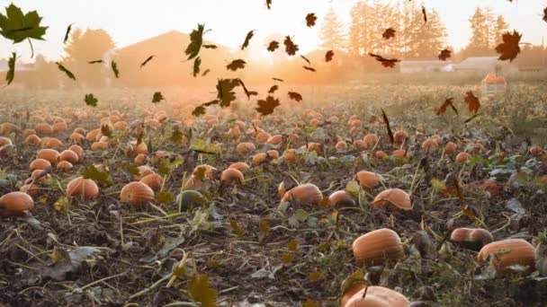 Animation Seasonal Halloween Decoration Pumpkin Patch Grass Autumn Leaves Blowing — Stock Video