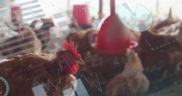 Image of financial data processing over chickens at farm. Global finances, ecology and digital interface concept digitally generated image.