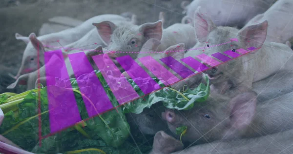 Image of financial data processing over caucasian man feeding pigs. Global finances, ecology and digital interface concept digitally generated image.