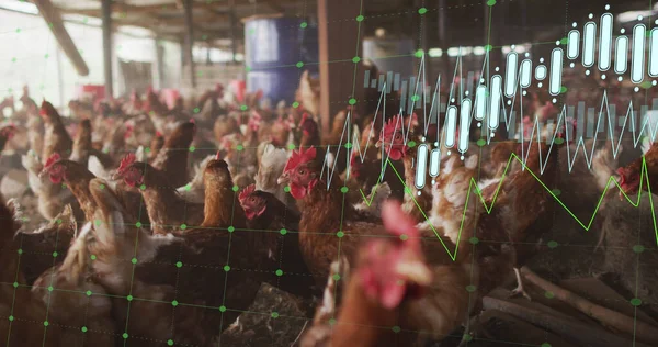 Image of financial data processing over chicken at farm. Global finances, ecology and digital interface concept digitally generated image.