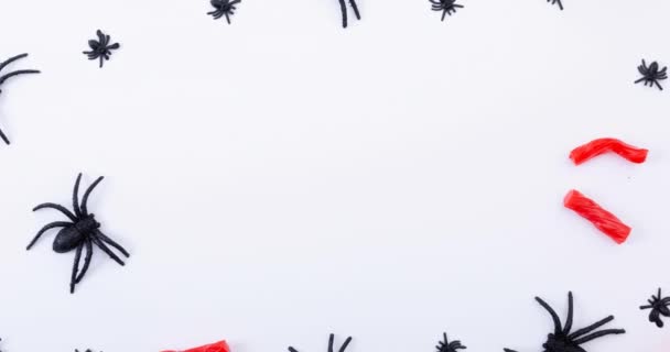 Animación Arañas Sobre Fondo Blanco Halloween Otoño Celebración Tradición Concepto — Vídeo de stock
