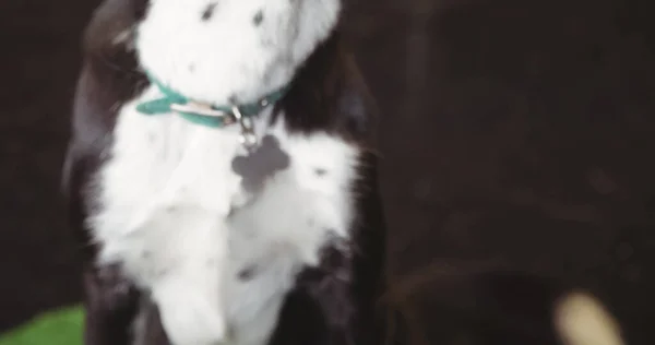 Sección Media Perro Blanco Negro Con Cuello Mascota Sentado Suelo —  Fotos de Stock