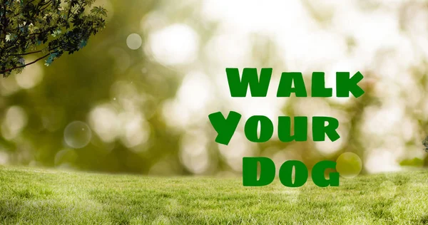 Köpeğinizin Yeşil Çimenlikte Yürüdüğü Mesajın Birleşimi Parktaki Mercek Fişeklerine Karşı — Stok fotoğraf