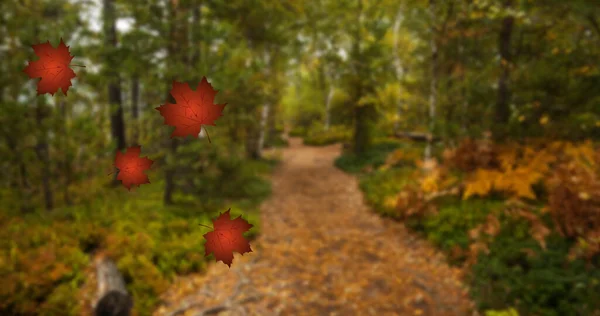 Immagine Foglie Autunnali Che Cadono Sugli Alberi Nella Foresta Ringraziamento — Foto Stock