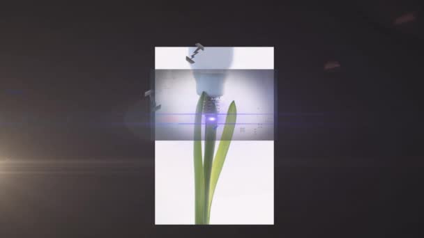 在黑色背景的白盒中 镜头照明弹在植物和灯泡上的动画效果 数字合成 多重曝光 抽象概念 — 图库视频影像