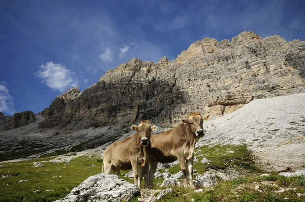 Berg kor — Stockfoto