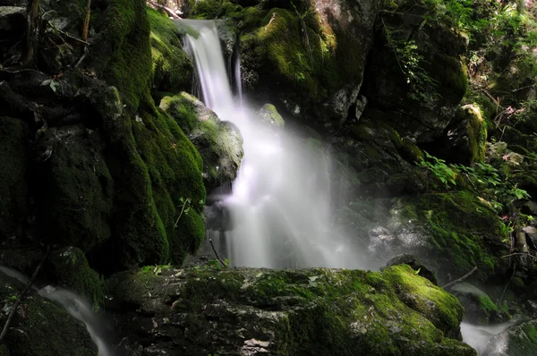 Torrente nella foresta Foto Stock