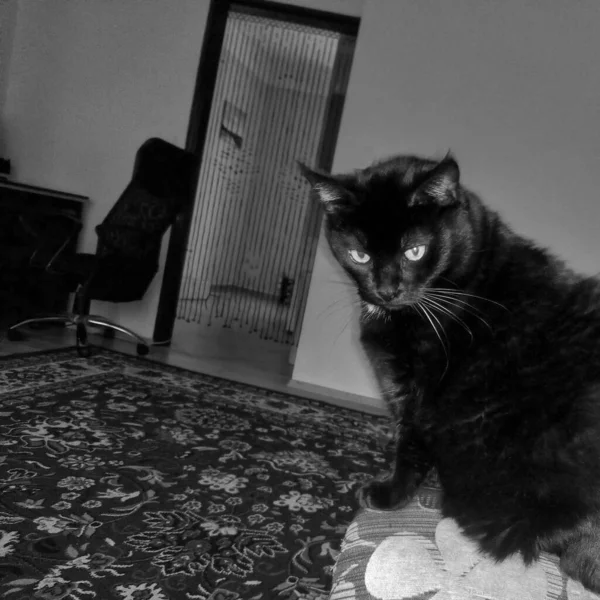 Chomutov チェコ共和国 2021年11月30日 リビングルームで黒猫のヴィオラ — ストック写真