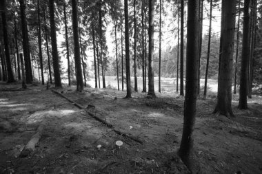 Reitzenhain, Almanya - 20 Eylül 2022: Ore dağlarının sonbahar doğası